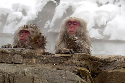 View of monkey on rock in snow