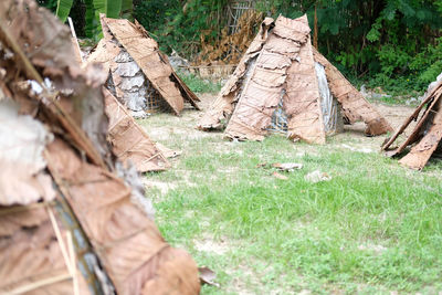 Stack of logs on field in forest