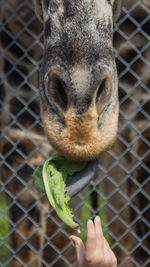 Close-up portrait of hand holding cat in cage