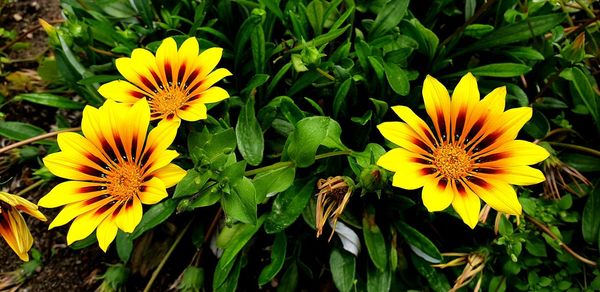 High angle view of yellow flowering plant on field