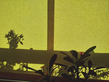 Close-up of yellow flowering plant against wall