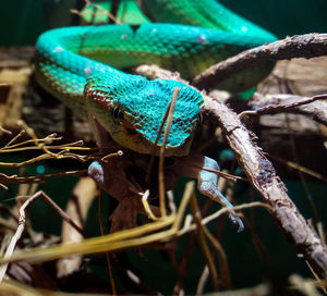 Close-up of insect on plant
