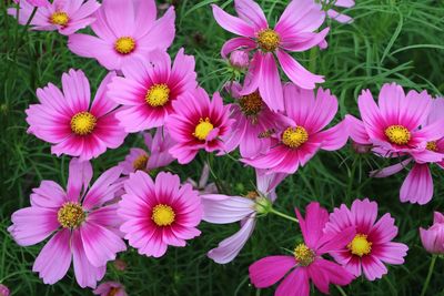Close-up of pink flowering plants