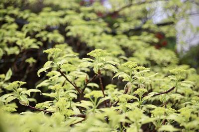 Close-up of fresh green plant in field
