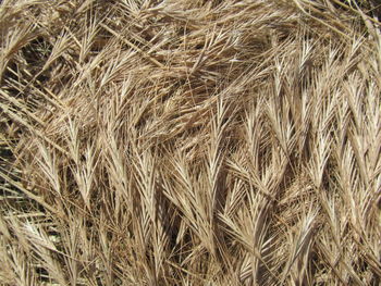 View of crop in field