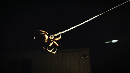 View of trees at night