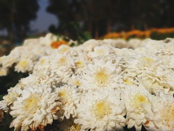 Close-up of white flowering plants