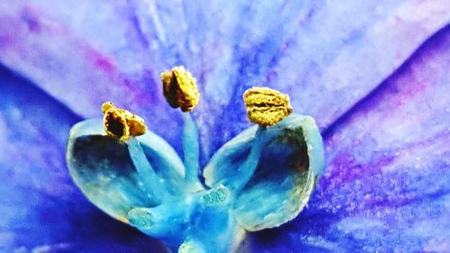 Close-up of yellow flowers