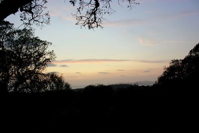 Silhouette trees in forest against sky at sunset