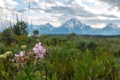 Pink flowering plants on field against mountains