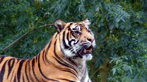 Close-up of tiger