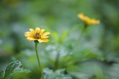 Close-up of yellow flower blooming outdoors