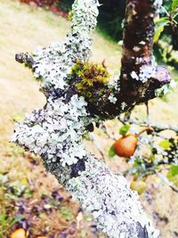 Close-up of lichen growing on tree trunk