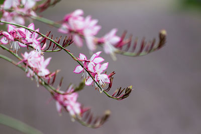 Close-up of pink flowers on branch