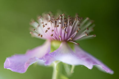 Close-up of purple flowering plant