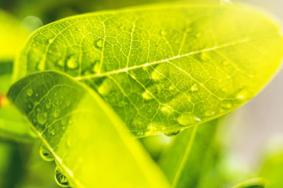 Close-up of wet plant leaves