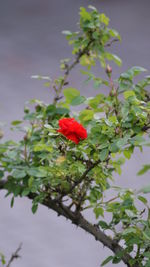 Close-up of red hibiscus blooming against sky
