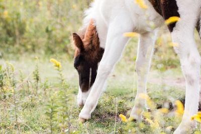 Horse running on field