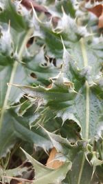 Close-up of cactus plant