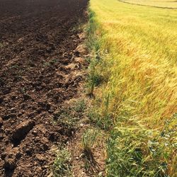 Scenic view of wheat field