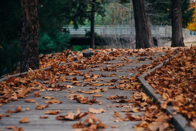 Surface level of dry leaves in park