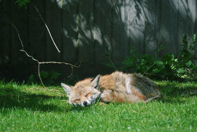 Portrait of fox on field