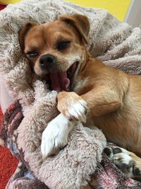 Portrait of dog relaxing at home