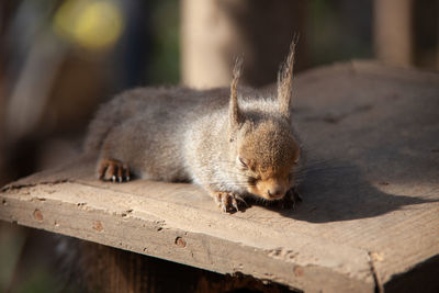 Close-up of a squirrel 