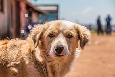 Close-up portrait of dog