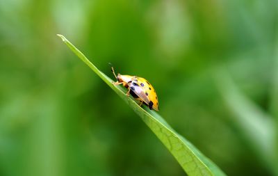 Close up of the spotted tortoise beetle on green leaves