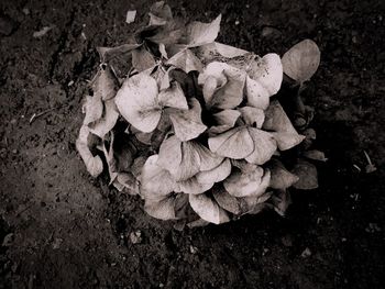 Close-up high angle view of flowers