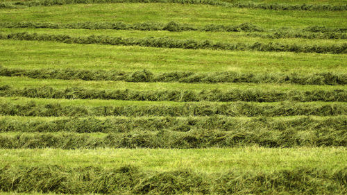 Scenic view of agricultural field