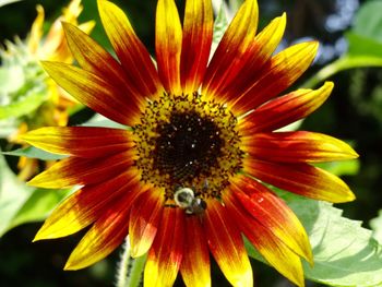 Close-up of gerbera daisy