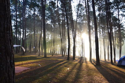 Sun shining through trees