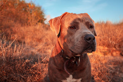 Portrait of dog looking away on field