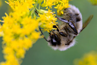 Close-up of honey bee pollinating on flower