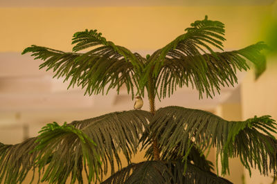 Low angle view of palm tree against sky