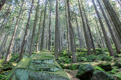 View of trees in forest