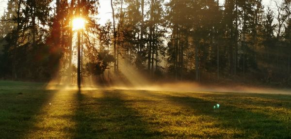 Sunlight streaming through trees in forest