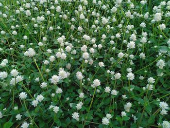 White flowering plants on field