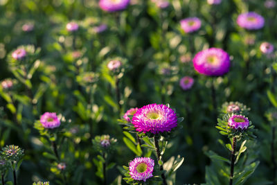 Close-up of purple flowering plants on field