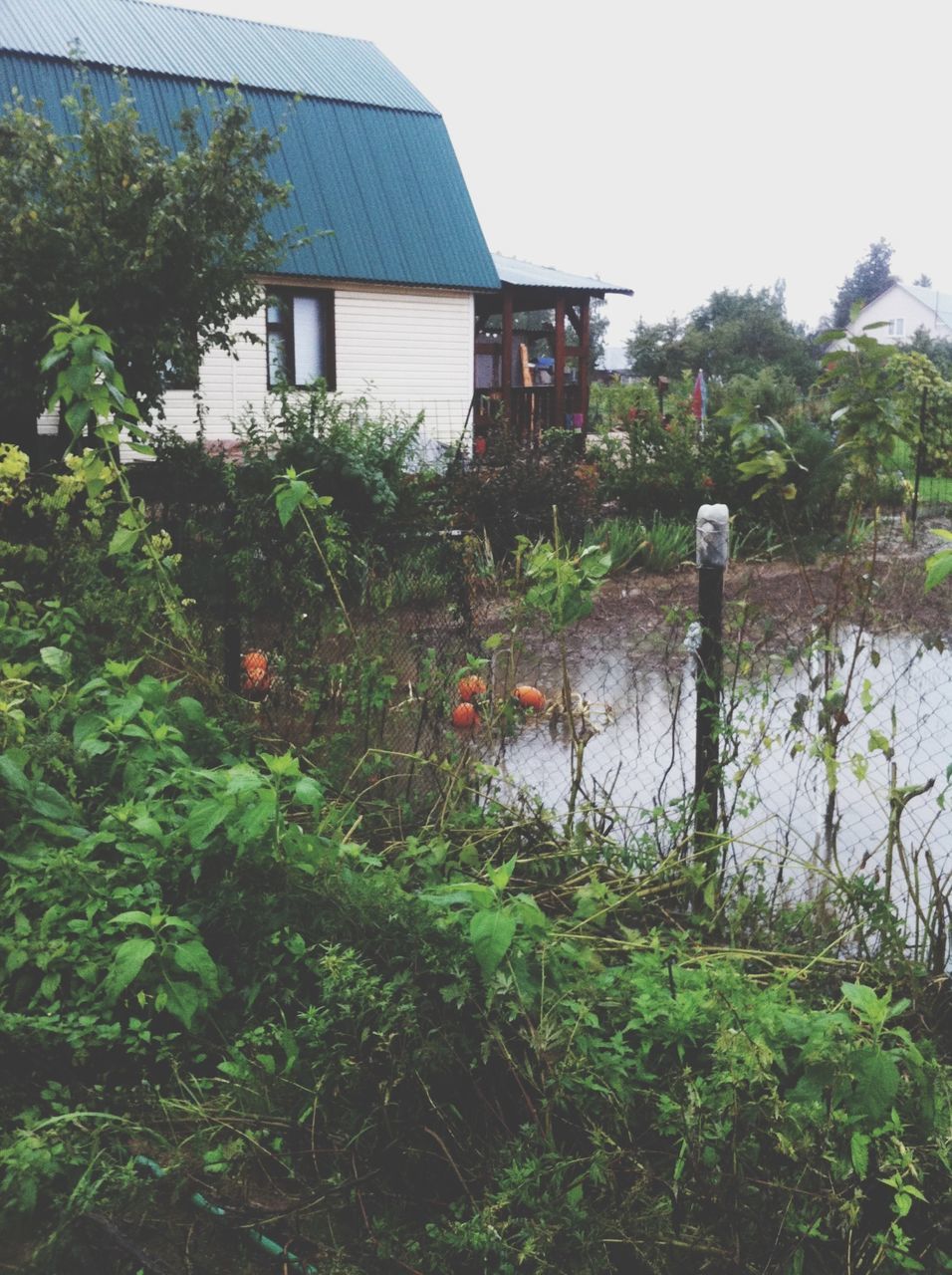 building exterior, built structure, plant, architecture, growth, house, tree, water, clear sky, green color, nature, sky, day, residential structure, growing, reflection, no people, outdoors, tranquility, beauty in nature