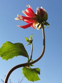 Low angle view of flowering plant against clear blue sky
