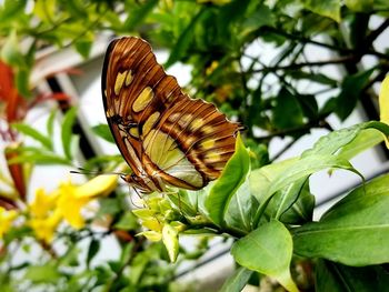 Close-up of butterfly on plant