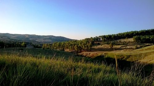 Scenic view of agricultural field against clear blue sky