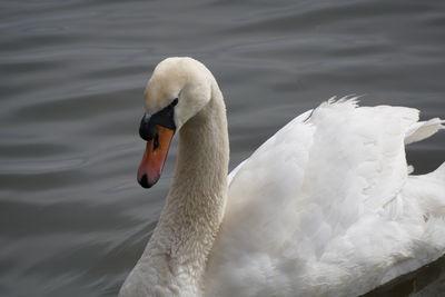 Swan swimming in lake