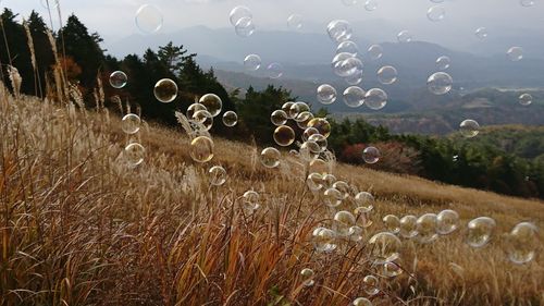 View of bubbles in field