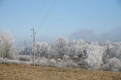 Trees on field against sky during winter