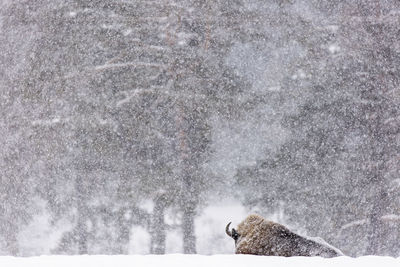 View of an animal during winter