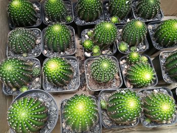 High angle view of potted plants